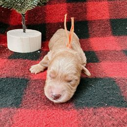 Goldendoodle and Poodle Puppies from Desert Born Kennel