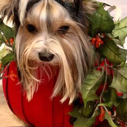 Biewer Terrier Puppies from Bouquet Biewers