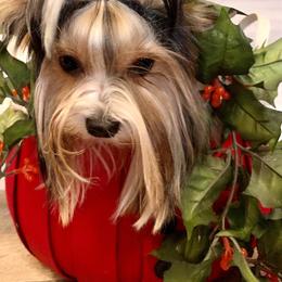 Biewer Terrier Puppies from Bouquet Biewers