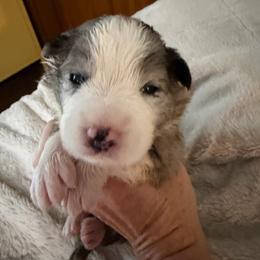 Merlin - Blue merle male Border Collie puppy in Lakeview, Michigan from Haven Creek Farm