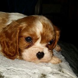 Cavalier King Charles Spaniels from La Bella Rose Kennels