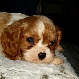 Cavalier King Charles Spaniels from La Bella Rose Kennels