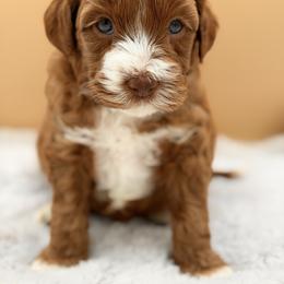 Purple - Red female Australian Labradoodle puppy in Antelope, California from Adorable Labradoodle