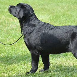 Labrador Retrievers from Glacieridge Labradors