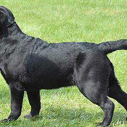 Labrador Retrievers from Glacieridge Labradors