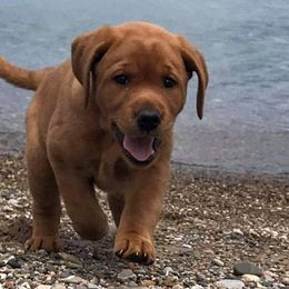 Labrador Retrievers from Lake Star Labs