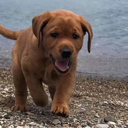 Labrador Retrievers from Lake Star Labs