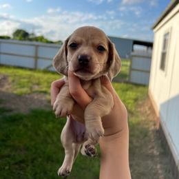 Sadie (SHORTHAIR) - Cream female Dachshund puppy in Nashville, Arkansas from Cuddles n Curls