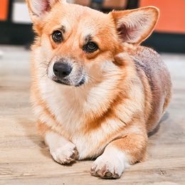 Boots - Pembroke Welsh Corgi