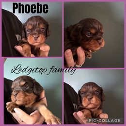 Purple - Chocolate female Cavalier King Charles Spaniel puppy in Greenleaf, Wisconsin from Ledgetop Family Cavaliers