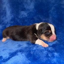 Clover - White and red male Pembroke Welsh Corgi puppy in Godley, Texas from Bradley Kennels