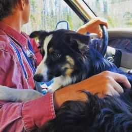 Claire - Border Collie