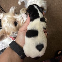 Girl 3 - Parti female Yorkshire Terrier puppy in Cocoa, Florida from SummerTime AKC Yorkies