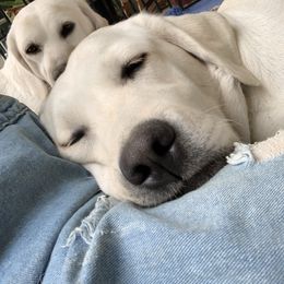 Labrador Retriever All Grown Up from Chateau St. John