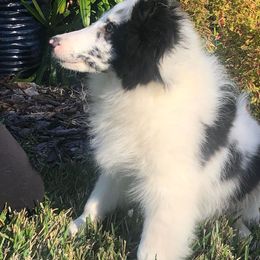 Shetland Sheepdog Puppies from Idlewild Shetland Sheepdogs