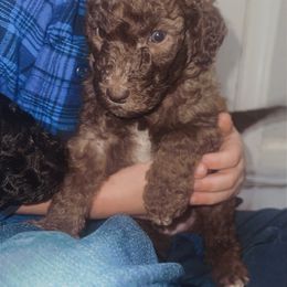 Goldendoodle and Weimaraner Puppies from DoodleDandy & Weimaraners