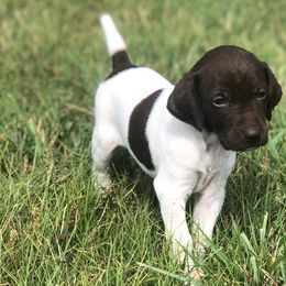German Shorthaired Pointer Puppies from Triple Cord Kennels