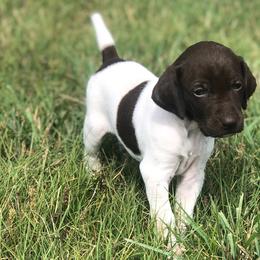 German Shorthaired Pointer Puppies from Triple Cord Kennels