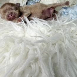 Cartier - Lilac male Shih Tzu puppy in Seattle, Washington from Shih Tzu’s  ‘N’ Love