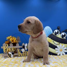 Red - Yellow female Labrador Retriever puppy in Heath Springs, South Carolina from Rich Hill Retrievers