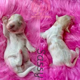 Sadie - Piebald female Dachshund puppy in Hornbeck, Louisiana from A&Z Mini Dachshunds