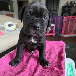 Majestic - Black female Great Dane puppy in Port Clinton, Ohio from LakeSide Danes