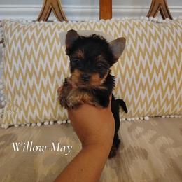 Willow - female Yorkshire Terrier puppy in Dexter City, Ohio from Harriman's Yorkshire Terriers