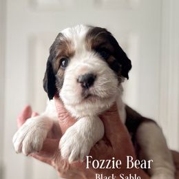 Fozzie Bear - Liver and white male English Springer Spaniel puppy in Tupalo, Mississippi from Butterfield Trail Farm