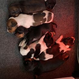 Dachshund, German Shepherd, and Miniature Australian Shepherd Puppies from Homestead Doxies and Shepherds