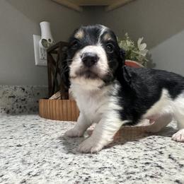 Brindle - Black and cream male Dachshund puppy in Pinetown, North Carolina from Dolly The Dachshund
