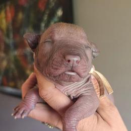 Girl 3 - Fawn female Xoloitzcuintli puppy in Ethridge, Tennessee from Royalty Reigns Xolos