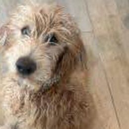 Aussiedoodles, Goldendoodles, and Labradoodles from Loving Doodle