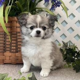 Chihuahua puppies from Rossmoyne Chihuahuas