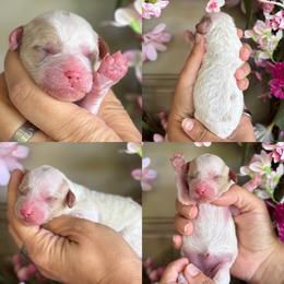 Lamb chop - White female Cavapoo puppy in Yuciapa, California from AlltheDoodlez_