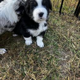Australian Shepherd Puppies from Hamilton Farms