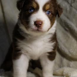 Marshal - Red tri-color male Australian Shepherd puppy in Canyon Lake, Texas from Cascade Australian Shepherds