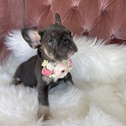 Molly - French Bulldog puppy in Petaluma, California from Luma Frenchies