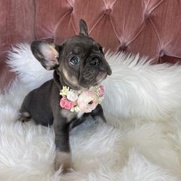 Molly - French Bulldog puppy in Petaluma, California from Luma Frenchies