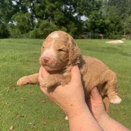 Matthew McConaughey - Apricot male Poodle puppy in Mount Gilead, Ohio from Cats Creek Standard Poodles