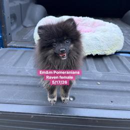 Raven--3000 pet only--no breeding - Black and tan female Pomeranian puppy in Kentucky from Em&M Pomeranians