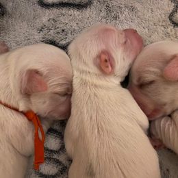 Coton de Tulear Puppies from Abbie Nielsen