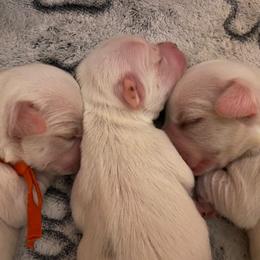 Coton de Tulear Puppies from Abbie Nielsen