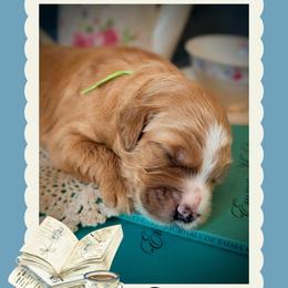 Islington - Apricot male Goldendoodle puppy in Coarsegold, California from Hobbit Hollow Acres