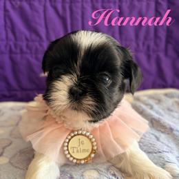 Hannah - Black and white female Shih Tzu puppy in Hemet, California from Aloha Shih Tzu