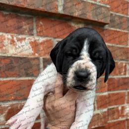 Celeste - Black female Great Dane puppy in Granbury, Texas from Anderson Blau’s Great Danes