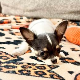 Daisy Blue Tri - Blue and tan female Chihuahua puppy in Williamsburg, Virginia from PAWSitive Cheeky Chihuahua LLC