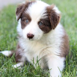 Reign - White and red female Border Collie puppy in Kalispell, Montana from North Fork Border Collies