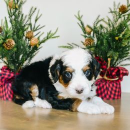 Bow - Tri-color female Bernedoodle puppy in Spanish Fork, Utah from K Brand Doodles