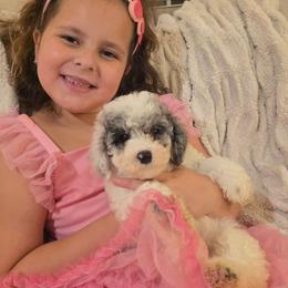 Pumpkin - Parti female Goldendoodle puppy in Orange Park, Florida from Evergrace Farm Doodles