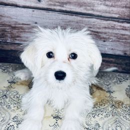 Mr. Shine - Gold male Morkie puppy in Tampa Bay, Florida from Woodpecker Ridge Pups